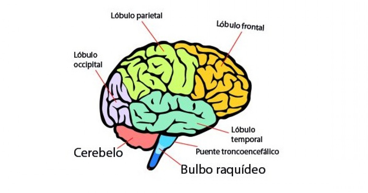 Resultado de imagen de cerebro humano