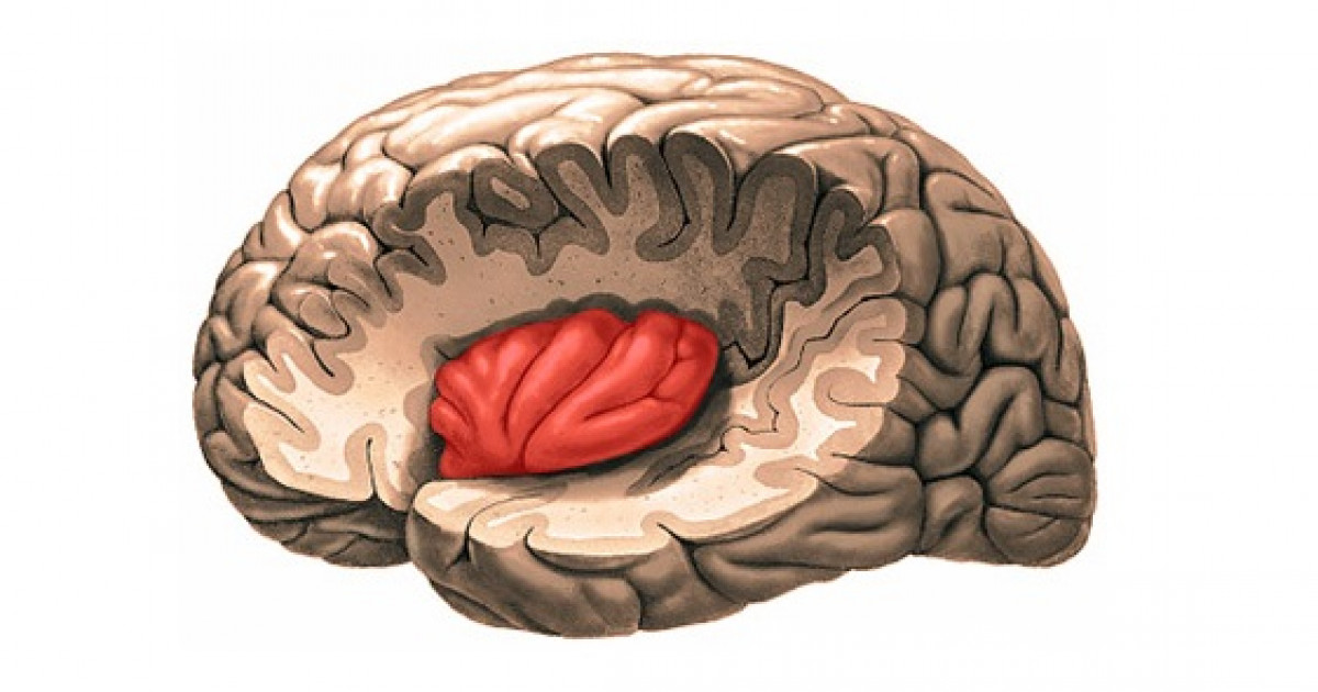 Resultado de imagen de insula cerebral
