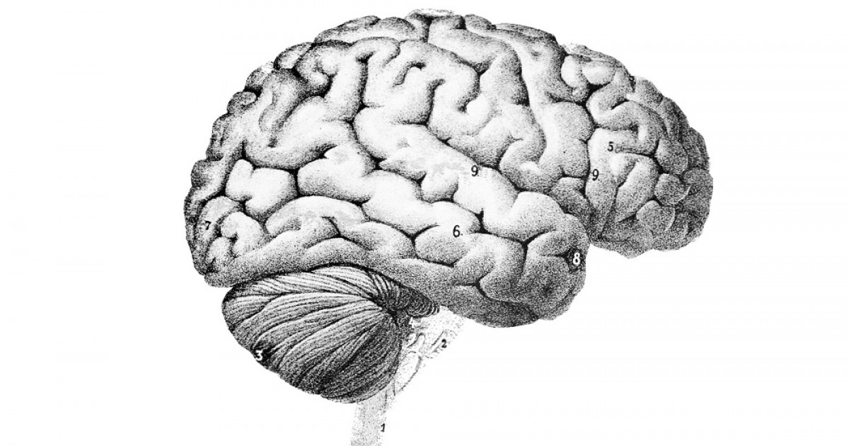 Giros cerebrales: los 9 principales pliegues del cerebro
