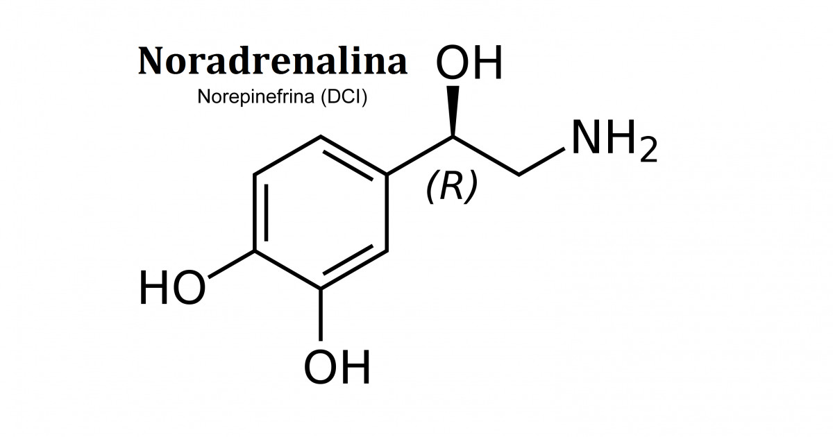 Resultado de imagen para noradrenalina